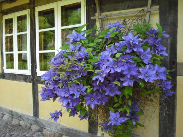 Landhaus Kiesow Suderburg Dış mekan fotoğraf